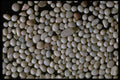 390053 Ooids, Mamrais, Turkey A4 Photo Print