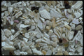 390071 Barnacle Sand, Bandon, Oregon A4 Photo Print