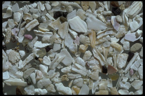 390071 Barnacle Sand, Bandon, Oregon A4 Photo Print