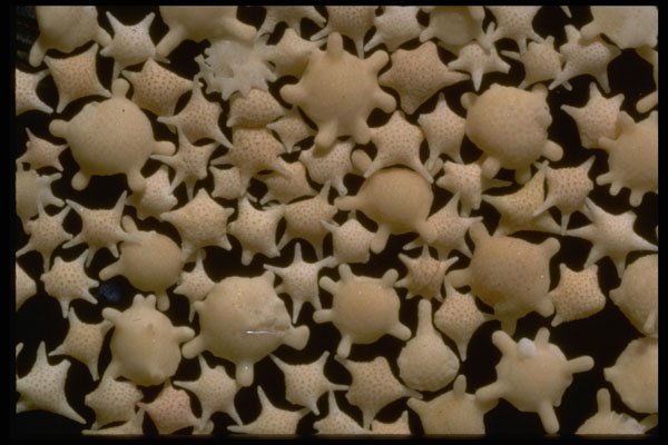 390083 Star Sand, Tonga A4 Photo Print
