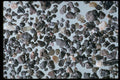 390087 Lanzarote, Canary Isles A4 Photo Print
