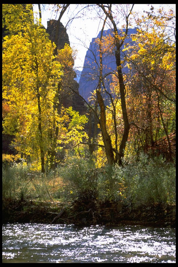 392000 Virgin River And Fall Leaves A4 Photo Print