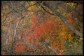 392038 Fall Colors A4 Photo Print