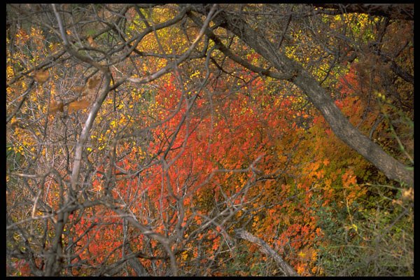 392038 Fall Colors A4 Photo Print