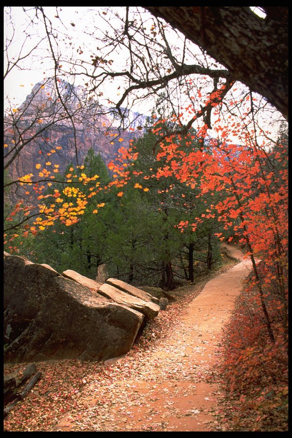 392057 Fall Stroll A4 Photo Print