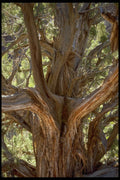 392080 Gnarled Tree A4 Photo Print