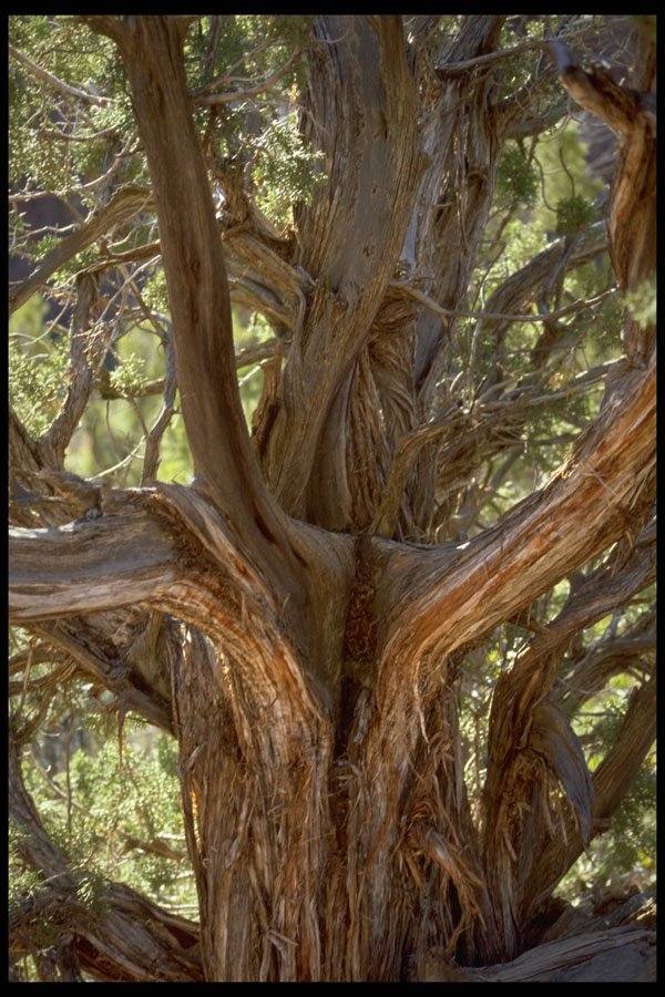 392080 Gnarled Tree A4 Photo Print