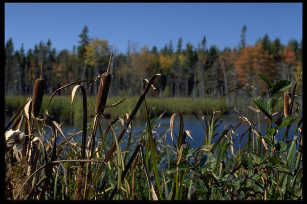 393014 Marshland Launching A4 Photo Print