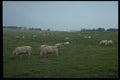 393015 Sea View And Cows A4 Photo Print