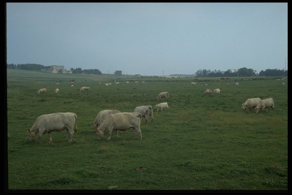 393015 Sea View And Cows A4 Photo Print