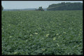 393017 Potato Field, Lower Bedeque A4 Photo Print
