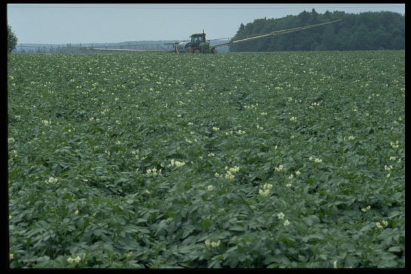 393017 Potato Field, Lower Bedeque A4 Photo Print