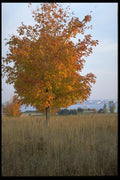 393029 Fall Tree, Rocky Point A4 Photo Print