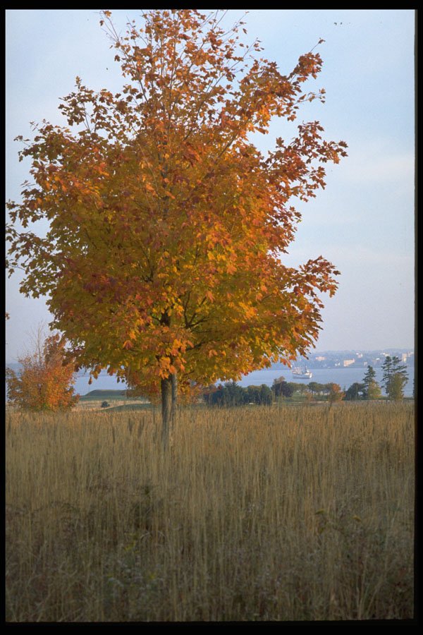 393029 Fall Tree, Rocky Point A4 Photo Print