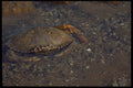 393032 Crab, Holland Cove A4 Photo Print