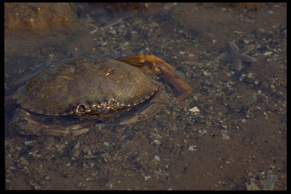 393032 Crab, Holland Cove A4 Photo Print