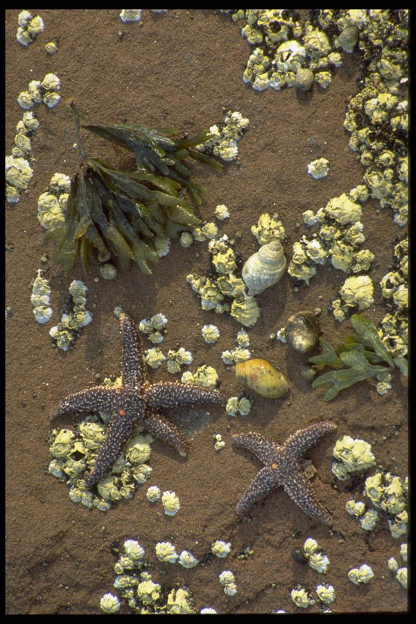 393034 Starfish, Holland Cove A4 Photo Print