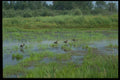 393046 Canada Geese, Foxley River A4 Photo Print
