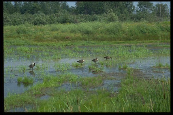 393046 Canada Geese, Foxley River A4 Photo Print