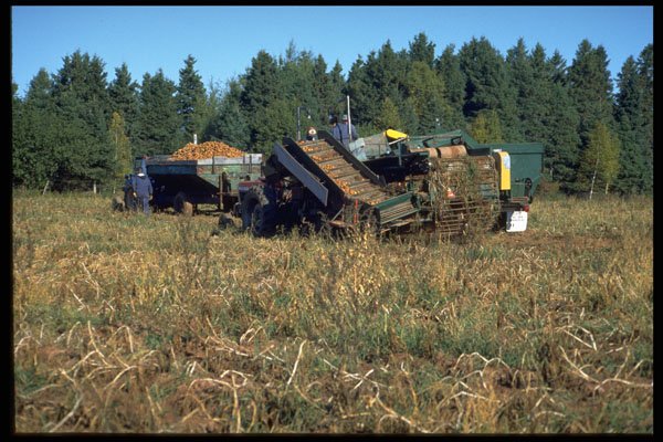 393053 Potato Harvesting, Foxley River A4 Photo Print