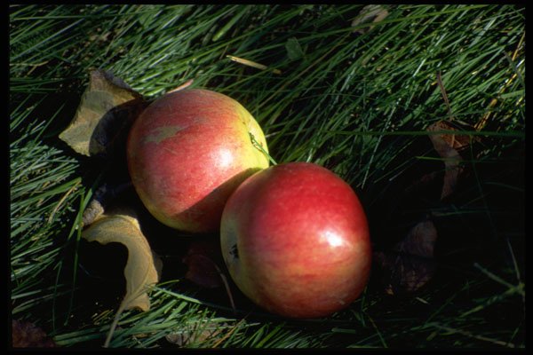 393057 Lower Montagne Apples A4 Photo Print