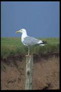 393063 Seagull On Post, Cape Tyron A4 Photo Print