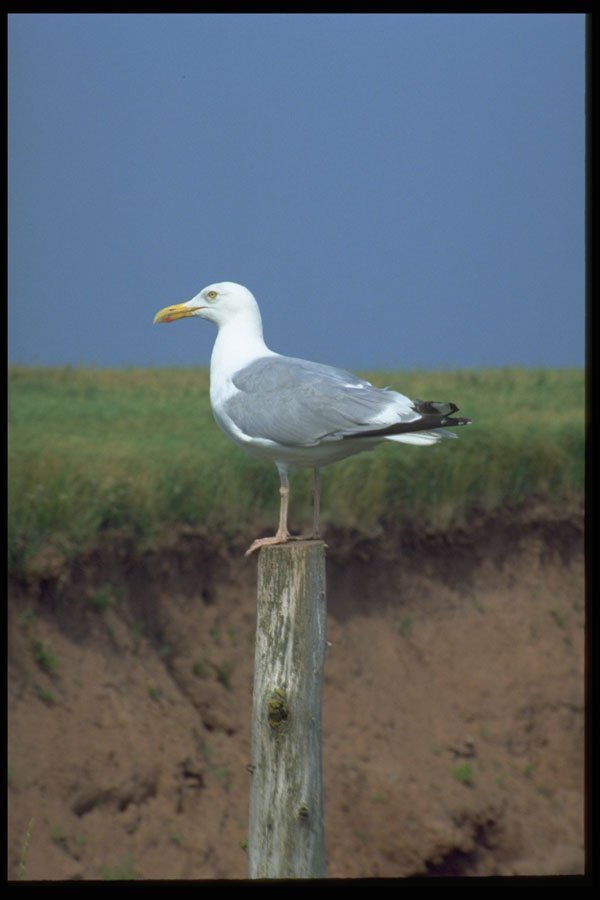 393063 Seagull On Post, Cape Tyron A4 Photo Print