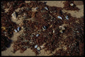 393076 Seaweed On Beach A4 Photo Print