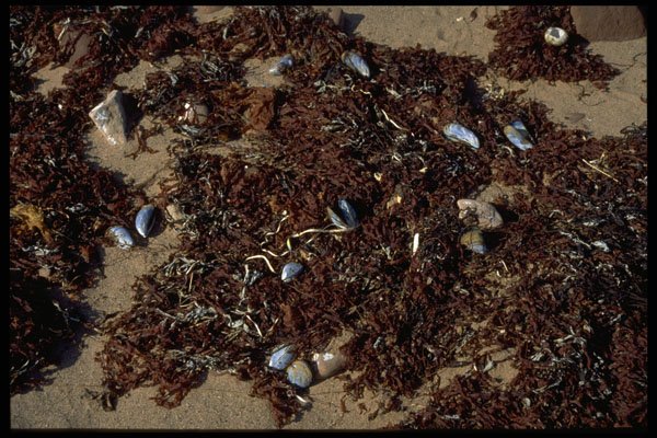 393076 Seaweed On Beach A4 Photo Print