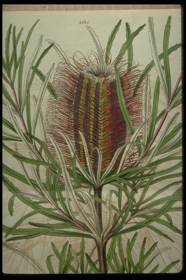 394000 Banksia Occidentalis A4 Photo Print