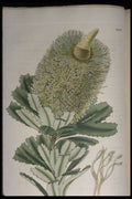 394001 Banksia Marcescens A4 Photo Print