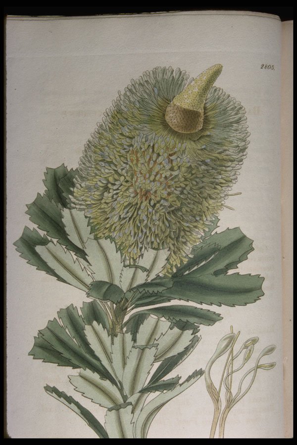 394001 Banksia Marcescens A4 Photo Print