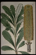 394002 Banksia Paludosa A4 Photo Print