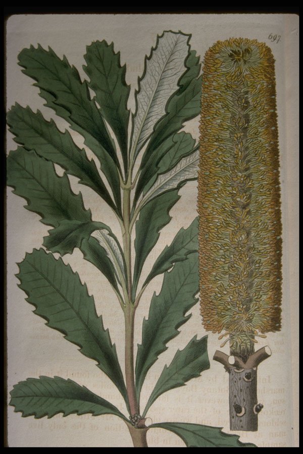 394002 Banksia Paludosa A4 Photo Print