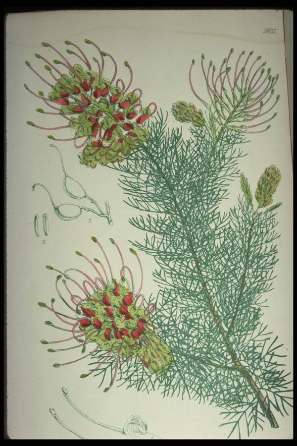 394003 Grevillea Preissm A4 Photo Print