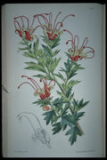 394004 Grevillea Macrostylis A4 Photo Print