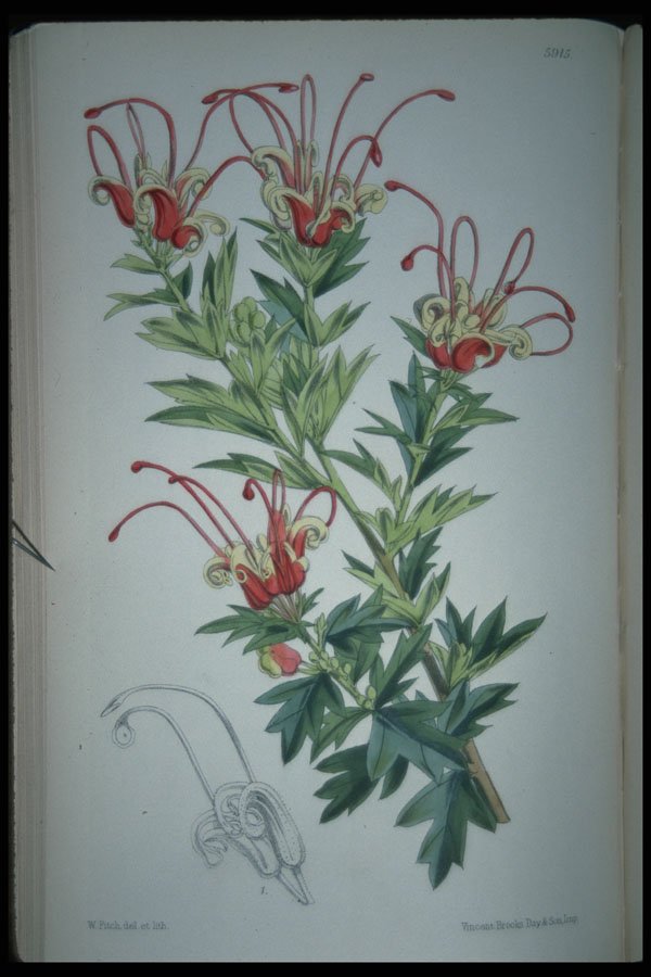 394004 Grevillea Macrostylis A4 Photo Print