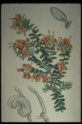 394005 Grevillea Alpestris A4 Photo Print
