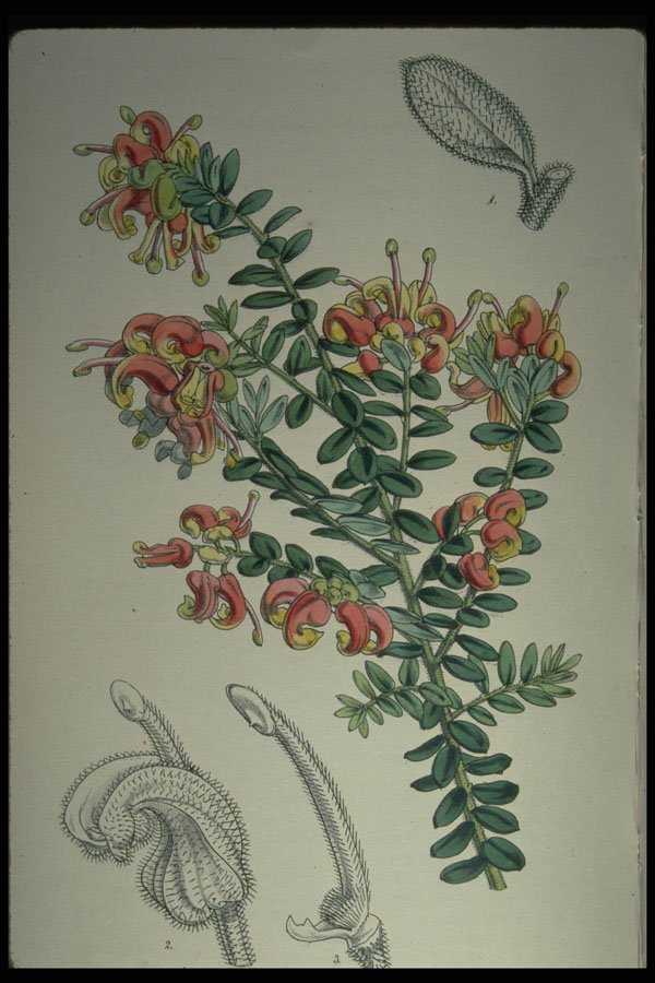 394005 Grevillea Alpestris A4 Photo Print