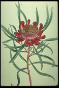 394006 Protea Acuminata A4 Photo Print