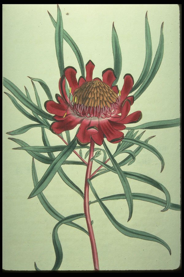 394006 Protea Acuminata A4 Photo Print