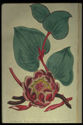 394007 Protea Cordifolia A4 Photo Print