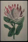 394008 Protea Compacta A4 Photo Print