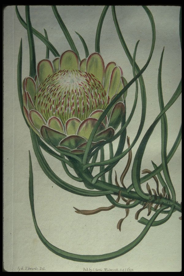 394009 Protea Laevis A4 Photo Print
