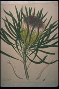 394010 Protea Longifolia A4 Photo Print