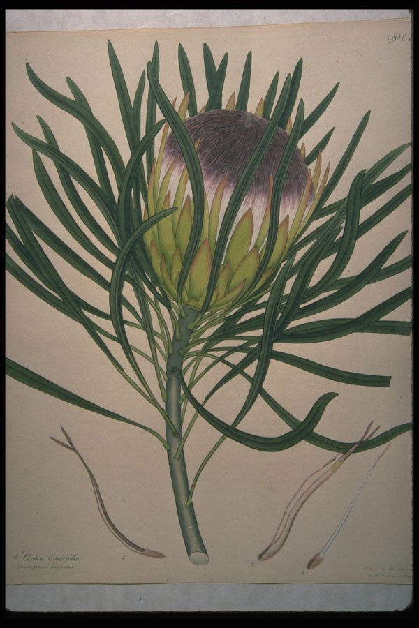 394010 Protea Longifolia A4 Photo Print