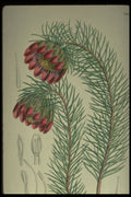 394011 Protea Nana A4 Photo Print