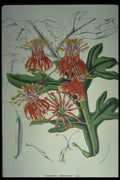 394012 Stenocarpus Cunniinghami A4 Photo Print