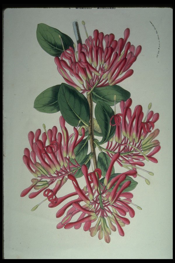 394013 Embothrium Coccineum A4 Photo Print
