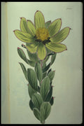 394014 Leucandendron Grandiflora A4 Photo Print